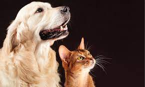 Pet sales malaysia is malaysia's #1 puppy, dog, cat, kitten & other pets and rescues listings site! Best Places To Get Pet Supplies Ship To Malaysia Buyandship Malaysia