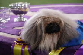 Check spelling or type a new query. Wasabi Wins Best In Show At Westminster Dog Show Pbs Newshour