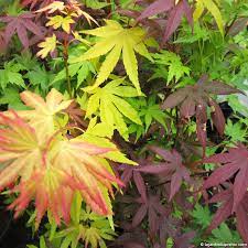 Dans la nature, érables du japon se trouvent à la limite de foret, à l'abri des vents forts, avec un peu d'ombre et de lumière et poussent mieux dans un sol neutre à acide. Acer Festival Le Jardin Du Prahor