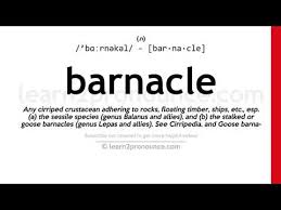 Record yourself saying 'crustacea' in full sentences, then watch yourself and listen.you'll be able to mark your mistakes quite easily. How To Pronounce English Fluently Learn How To Pronounce Barnacle In English