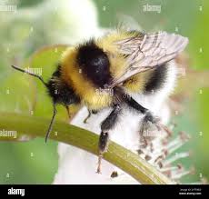 Image result for Bombus jonellus