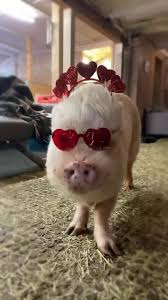 Arthur's Acres Animal Sanctuary