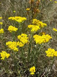 Image result for Helichrysum acutatum