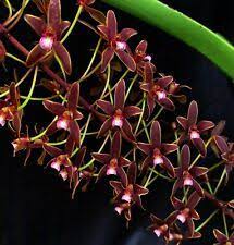 Cymbidium Cricket Flour Best Flower Wallpaper