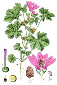 Image result for Malva