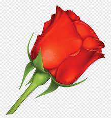 Rosa De Felicitacion Y Tarjetas De Felicitacion Dia De San Valentin Amor Flor Flores Rojas Amor Deseo Floribunda Png Pngwing