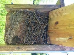 Check spelling or type a new query. What Is In My Bluebird House Bygl