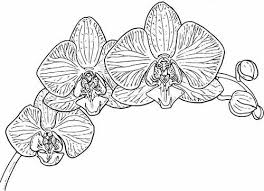 Free Orchid Coloring Sheets In April Lucid Publishing Coloring Book Art Orchids Orchid Color