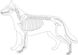 Das Hundeskelett Arbeitsblatt