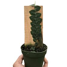 Image result for Rorippa cryptantha