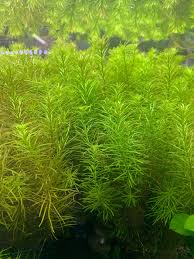 Image result for Rotala fluitans