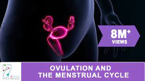 Which Phase Of The Menstrual Cycle Is Associated With Fertility Peace X Peace