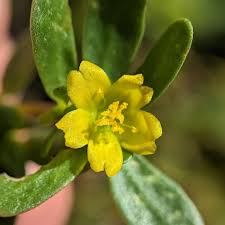 Image result for Portulaca centrali-africana