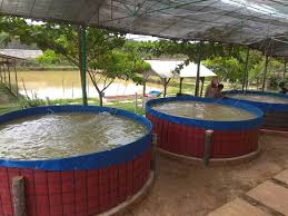 1 Ini Dia Ukuran Kolam Budidaya Ikan Patin 1000 Ekor