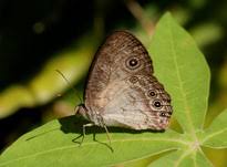 Image result for Sarcophrynium prionogonium