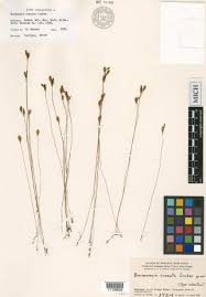 Image result for Burmannia madagascariensis