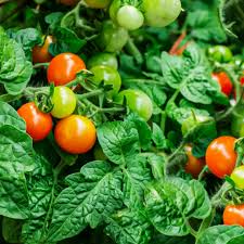 Flowers in the vegetable garden can reduce pest problems and improve biodiversity. Easy To Grow Vegetables