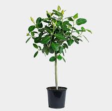 Image result for Ficus oreodryadum