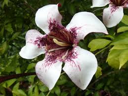 Image result for Rothmannia longiflora