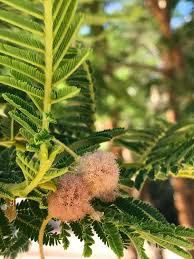 Image result for Acacia sieberiana
