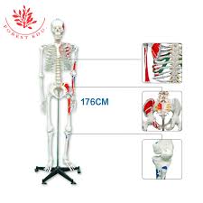It has every bone and organ in the human body. Skeleton Anatomy 170cm Life Size Medical Muscle Origin And Insertion Human Skeleton 3d Model Buy Human Anatomy Skeleton 3d Model Human Anatomy Skeleton Skeleton Anatomy Product On Alibaba Com