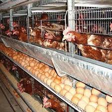 Check spelling or type a new query. Dinas Peternakan Muna Ciptakan Unit Produksi Ayam Petelur Penasultra Com