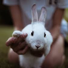 Why hire a pet sitter? 10 Best Pet Rabbit Breeds For Children Pethelpful