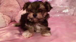 Enter your email address to receive alerts when we have new listings available for cheap teacup pomeranian puppies for sale. Teacup Morkie Puppies For Sale In Nc Youtube