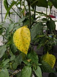 Citrus and lemon tree leaves yellowing? What Can Cause Yellow Leaves With Green Spots Hotpeppers