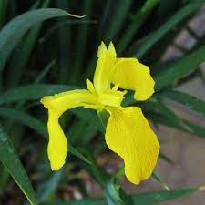 Iris Ensata Yellow Yellow Japanese Iris Bulb Iris Kaempferi Japanese Painted Fern Plants Top Soil