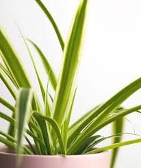 Image result for Chlorophytum pauper