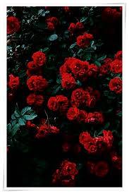 Never Worry About Gardening Again With This Info In 2020 Flower Iphone Wallpaper Wallpaper Iphone Roses Preppy Wallpaper