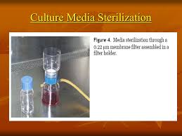 We did not find results for: Cell Culture Technique And Its Implication Ppt Video Online Download