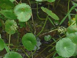 Image result for Hypertelis umbellata