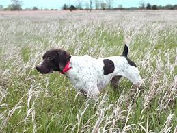 German shorthaired pointer columbia, south carolina, united states. Home Sundance Kennels Pet Boarding German Shorthair Pointers Field Obedience Training