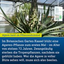 Schöne flora und botanischer garten köln. Hessenschau Dem Botanischer Garten Kassel Steht Ein Facebook