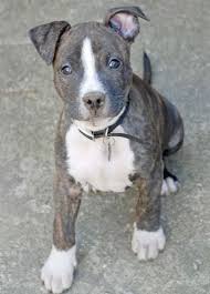 Black And White Pitbull Mix Puppy Snug As A Bug Pitbull Mix Puppies Cute Dogs Pitbull Dog