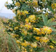 Image result for Gnidia burchellii