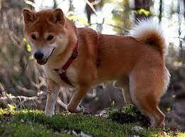 Reputable shiba inu breeders are normally endorsed by recognized associations like the akc and the shiba inu club of america. Shiba Inu Price In India Appearance And Temperament