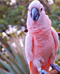 Publicacao Do Instagram De Saranursarra 27 De Out 2018 As 9 25 Utc Animais Passaros Exoticos Aves Belas
