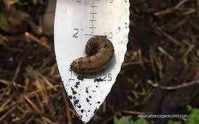 Luckily, there are ways to get rid of the animal. How To Identify And Get Rid Of The Flying Bugs In My Lawn