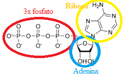 Resultado de imagen de AdenosÃ­n trifosfato