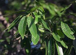 Image result for Quercus acutissima