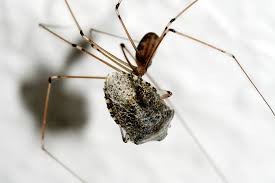 Image result for große winkelspinne biss haut reaktion