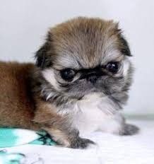 One way to determine the ancestry of your mixed breed is through a dna test. 100 Pups For Sale Ideas Puppies Cute Dogs Cute Puppies