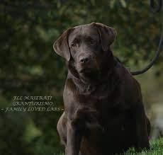 Beautiful English Lab Gorgeous English Chocolate Labrador English Lab Puppies English Lab Lab Puppies