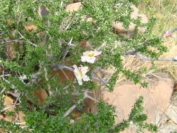 Image result for Rhigozum zambesiacum