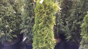 Get reviews, hours, directions, coupons and more for glm sod and landscape material at 13975 highway 9 n, alpharetta, ga 30004. Stovall Landscape Supply 14 Photos Landscaping 350 Mcfarland Pkwy Alpharetta Ga Phone Number