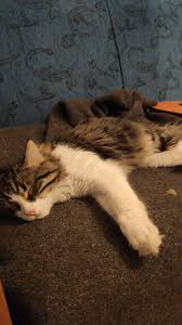 Sislide Kayip Kedi Buldum Goren Duyan