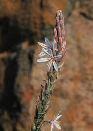 Image result for Trachyandra saltii